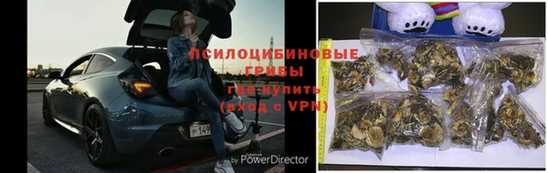 стаф Покачи